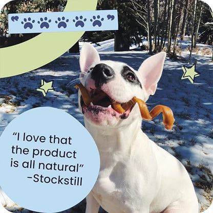 Natural 9” Braided Bully Sticks for Dogs (9" / 10 Count (Pack of 1))